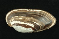 藏品(石蚌)的圖片